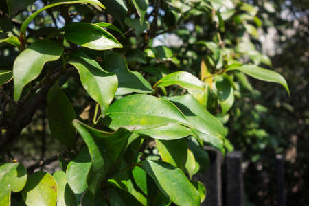 Fresh green upの写真素材