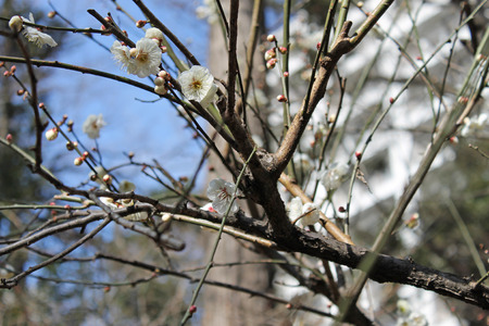 Plum blossomの写真素材