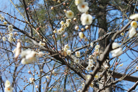 Plum blossomの写真素材