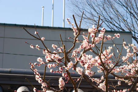 Koishikawa Korakuen of plumの写真素材
