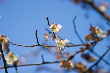 Koishikawa Korakuen of plumの写真素材