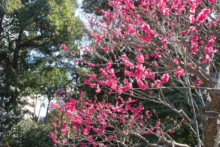 Koishikawa Korakuen of plumの写真素材