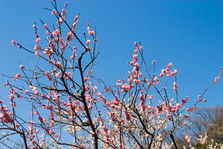 Koishikawa Korakuen of plumの写真素材