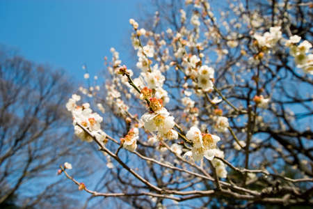 Koishikawa Korakuen of plumの写真素材