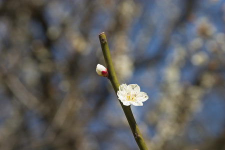 Koishikawa Korakuen of plumの写真素材