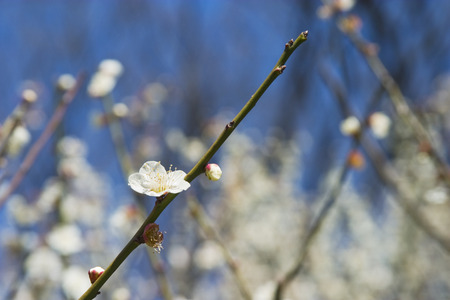 Koishikawa Korakuen of plumの写真素材