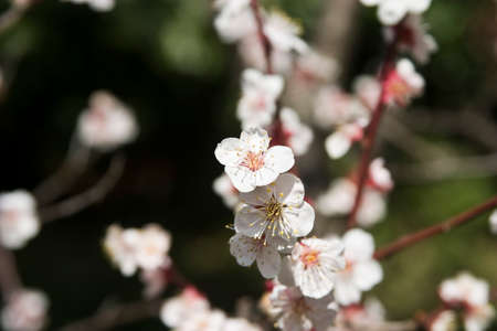 Koishikawa Korakuen of plumの写真素材