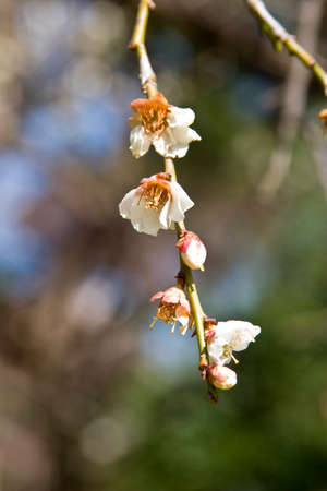 Koishikawa Korakuen of plumの写真素材