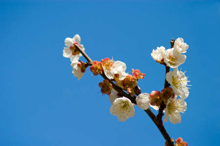 Koishikawa Korakuen of plumの写真素材