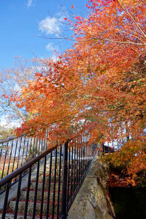 Blue sky and autumn leaves
