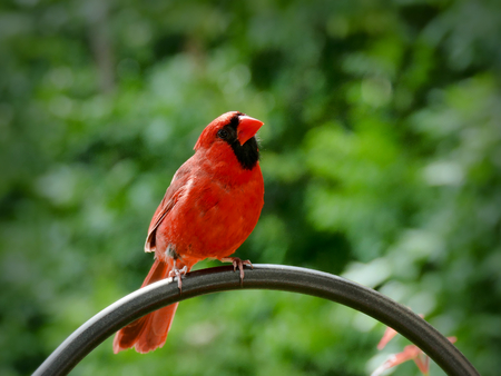 Northern cardinal or redbird or common cardinal - Cardinalis cardinalis - perched on hookの写真素材