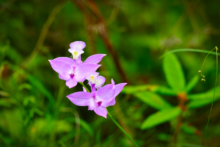 Tuberous Grass-pink - Calopogon tuberosus - a pink orchid wildflower growing in a boggy swampy areas of Bemidji State Park in Minnesota.の写真素材