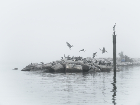 Brown Pelicans on break water on a foggy morningの写真素材