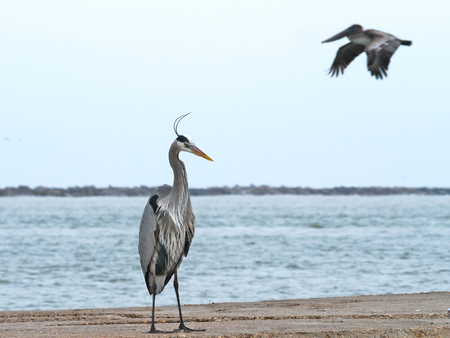Heron standing on jetty as Pelican flies byの写真素材