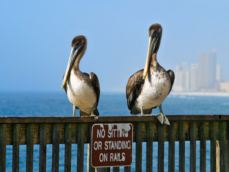 Brown Pelicans - pelecanus occidentalis - two birds standing on railing over funny sign with ocean and highrises in backgroundの写真素材