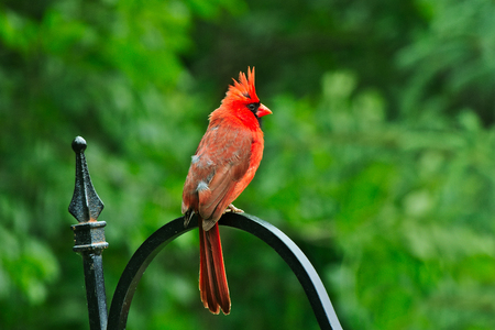 Northern cardinal or redbird or common cardinal - Cardinalis cardinalis - perched on hook