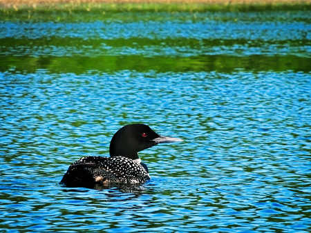 Common loon or great northern diver - Gavia immer - Minnesota State Bird swimming in a lake in Bemidji.の写真素材