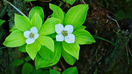 Bunchberry flowers Cornus canadensis or creeping dogwood grow as wildflowers on the forest floor in Bemidji Minnesota closeupの写真素材