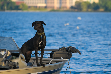Black lab dog checking out the lake view from fishing boat on Lake Bemidji in Minnesotaの写真素材