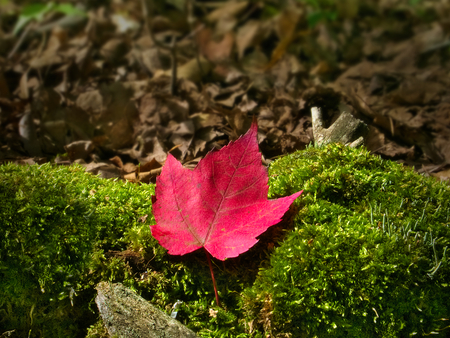Close-up of red maple autumn leaf on ground moss in Minnesota forestの写真素材
