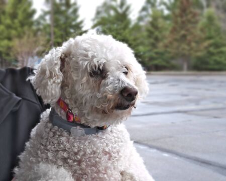 Small white long haired dog portrait held by owner - Bichon Frise close up.の写真素材