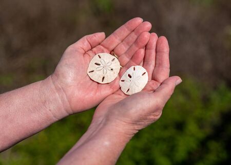 Sand dollars, Mellita quinquiesperforata, lying flat in palms of this womans hands, are flat round...