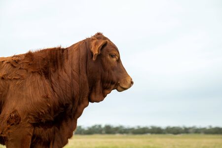 Brown beef cow in pasture in profile image of head and shoulders. Beef cattle livestock concept with space for copy.の写真素材