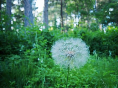Closeup of delicate spherical white dandelion flower seeds with green forest background in evening or morning light and shallow depth of field.の写真素材