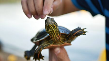 Fingers of a boy pointing at a Western Painted Turtle, Chrysemys picta bellii, that he found at the lake.の写真素材