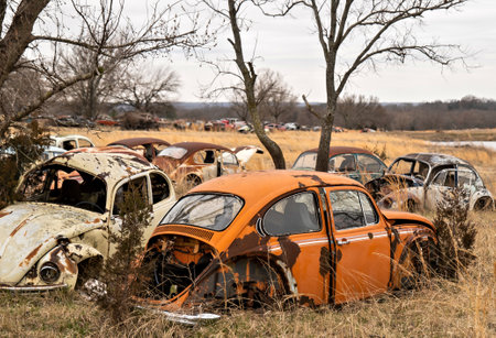 OKEMAH, OK - 2 MAR 2020: Wrecked and rusty Volkswagon Beetle cars with missing parts and broken windows are parked in a field of a salvage junkyard, among trees and long grass.のeditorial素材