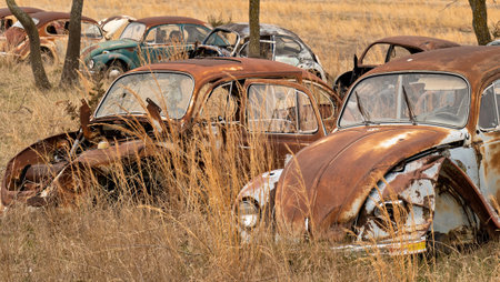 OKEMAH, OK - 2 MAR 2020: Wrecked Volkswagon Beetle cars in rusty and deteriorating condition, with missing parts and broken windows, are parked in a salvage junkyard among trees and long grass.のeditorial素材