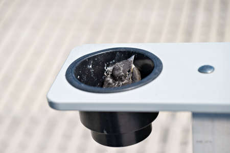 Baby Barn swallow, Hirundo rustica, peeking out of a nest that was made in a cupholder in the armrest of a boat dock bench.の写真素材