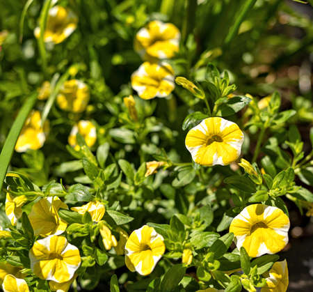 Beautiful calibrochao, yellow million bells flower, with many blossoms in springtime, with shallow depth of field focus.の写真素材