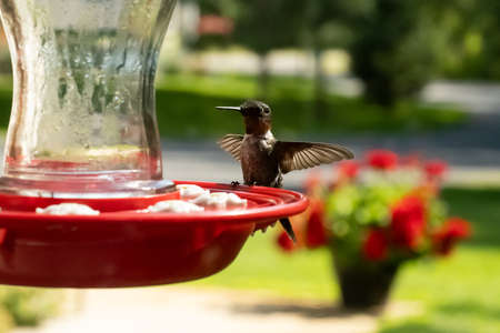 Female Ruby Throated Hummingbird, Archilochus colubris, perched at a bird feeder with outspread wings, and soft blurred background that includes potted red flowers and green grass.の写真素材