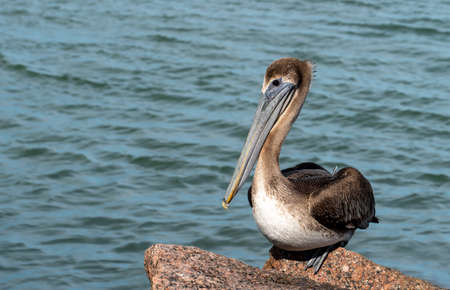 Brown Pelican, Pelecanus occidentalis, perched on rock in Port Aransas, TXの写真素材
