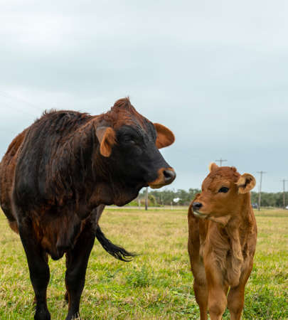 Beef cattle, cow and calf, standing in a pasture, facing camera.の写真素材