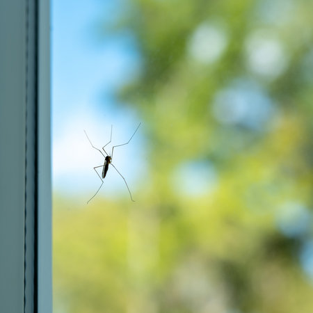 A crane fly sitting on clear glass of a window pane.の写真素材