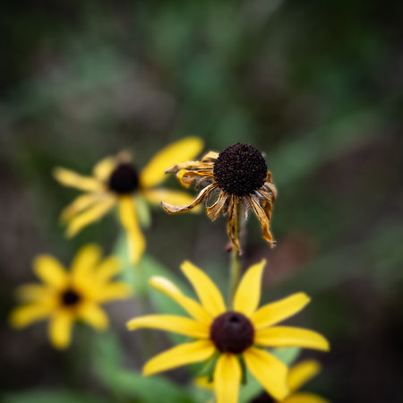 Wilted and decaying black-eyed susan daisy flower blossom in focus, in closeup with blurred bokeh of...