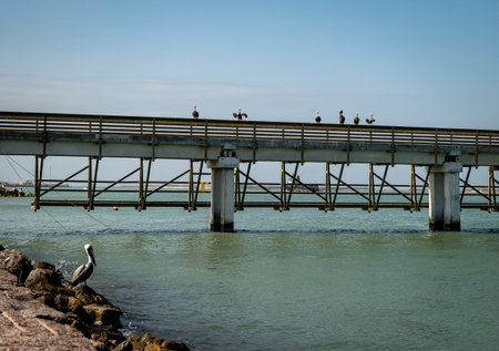A pier supported by concrete pilings, and pelicans on the railing and on shore watching the water for seafood they can eat.の写真素材