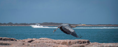 Beautiful Great Blue Heron, Ardea herodias, flying over rocks near blue water, as out of focus boat sails the opposite direction.の写真素材