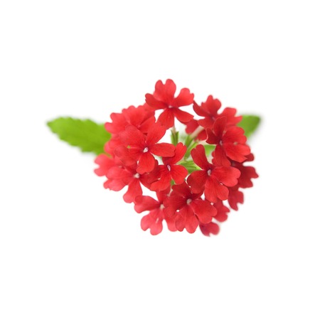 Isolated flowers on white backgroundの写真素材