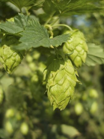 Hop - one's taste beer owes this plant