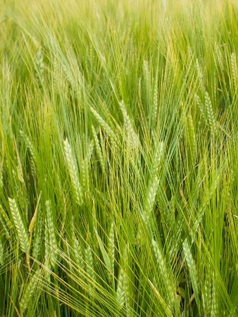 Green spelt, from which how it will be ripe bread will makeの写真素材