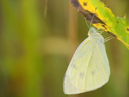 Butterfly on yellow leafletの写真素材