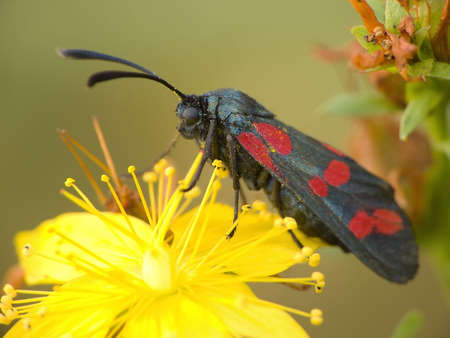 Poisonous flying moth into dayの写真素材