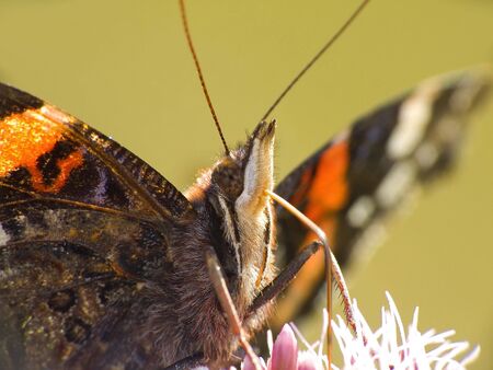Butterfly drunks nectar tube