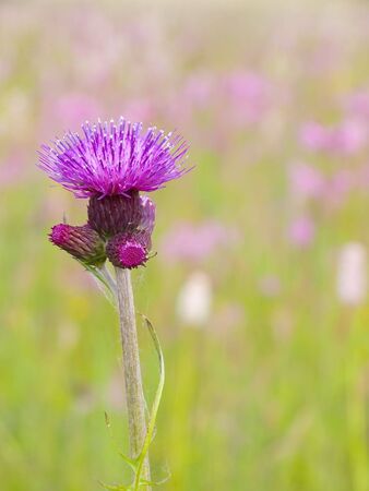 Lonely thistle on beautiful spring meadowの写真素材