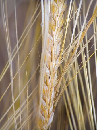 Agriculture. Ears of ripe cereal, finished to mowing
