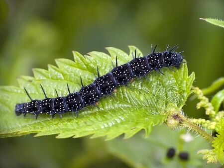 Nature. Caterpillar water-nymph (Inachis io) is very pricklyの写真素材