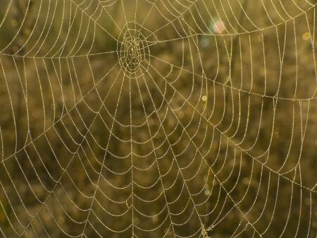 Cobwebs can be woven on grasses, flowers, trees and bush